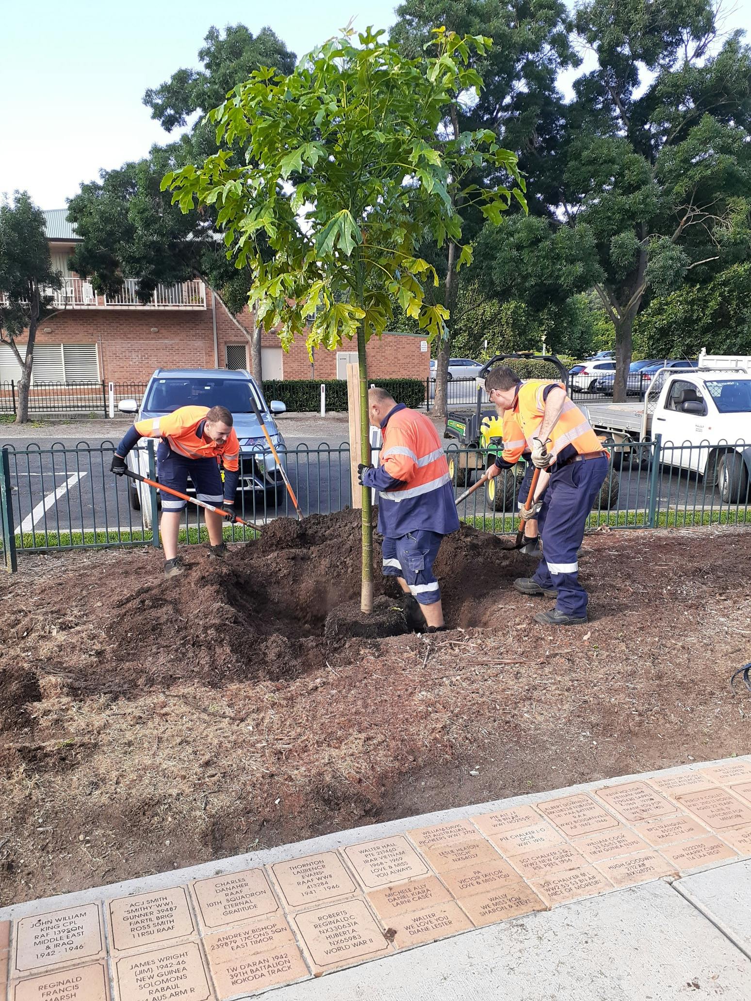 Planting Illawarra Flame Trees