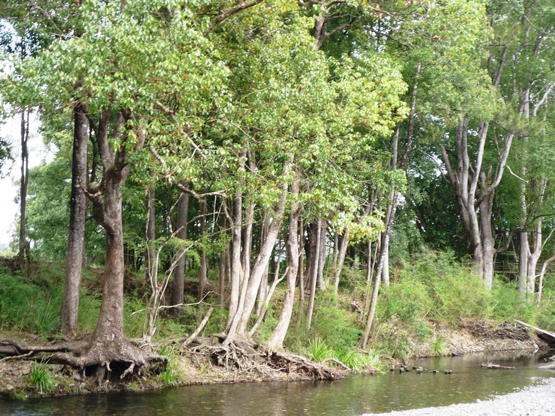 Project will reduce invasive plant threats, address erosion and protect public assets