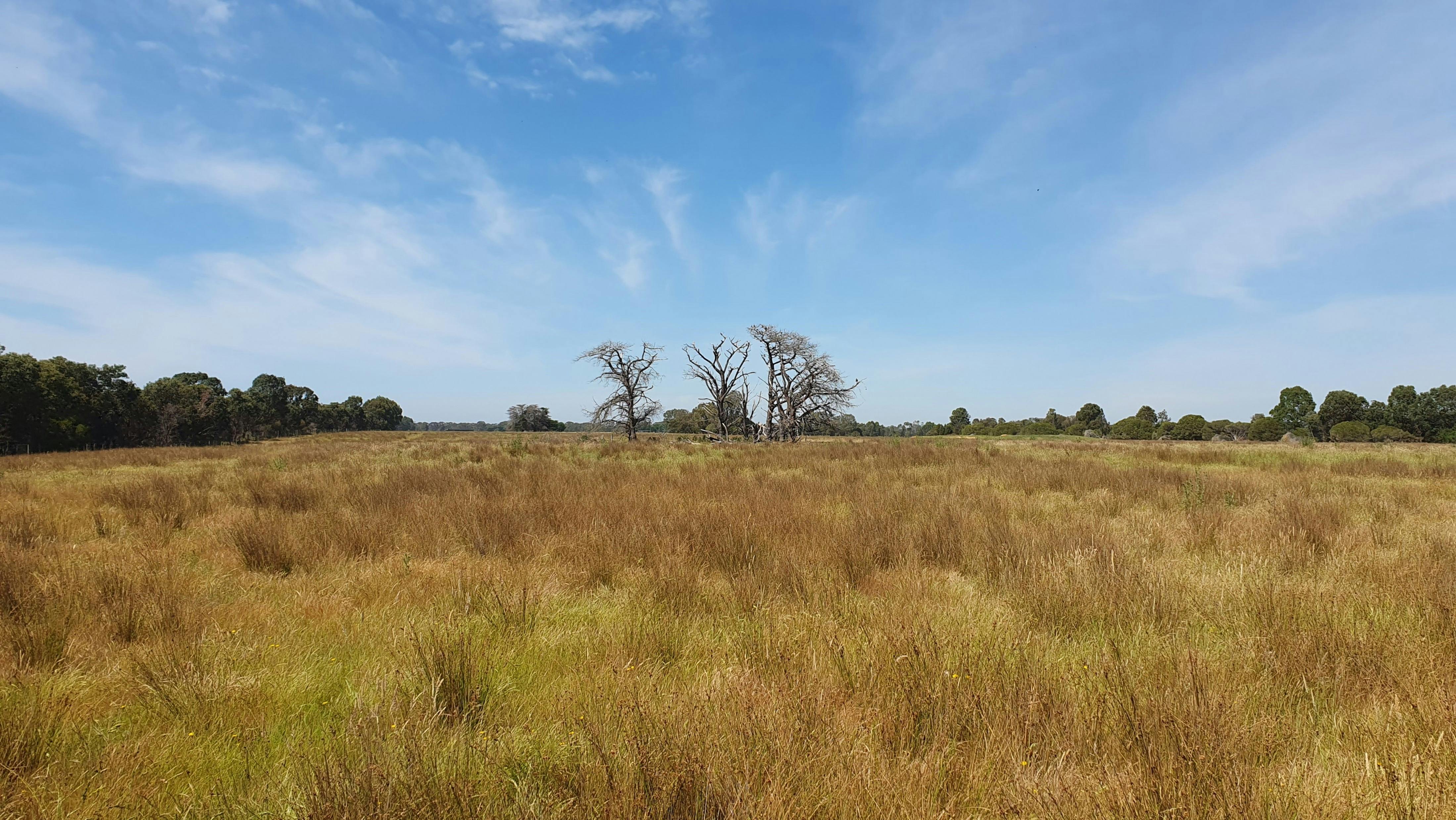 An image of land on a sunny day, with grass in the foreground and trees in the background