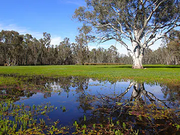 Mitta Mitta Flow Advice 18 August | Mirage News