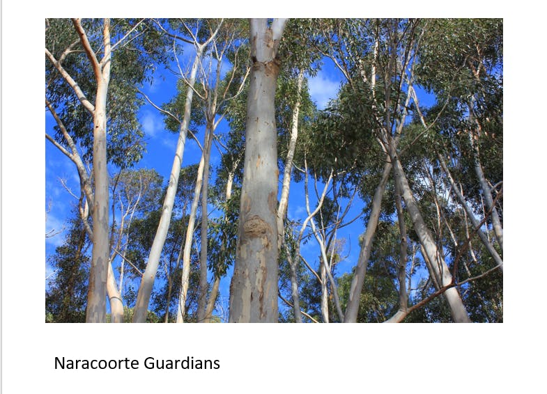 37. Guardians of Naracoorte.png