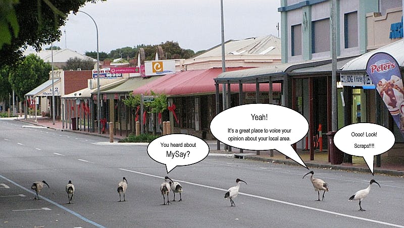 Alexandrina Council Staff Photo - Chatty Ibis