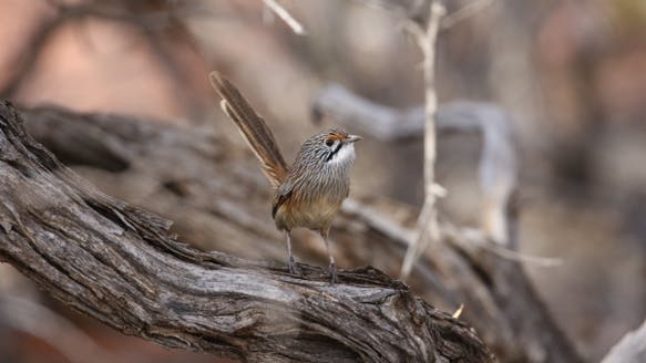 1 - Burning supports habitat for mallee striated grasswren (image by Diane Smith).png