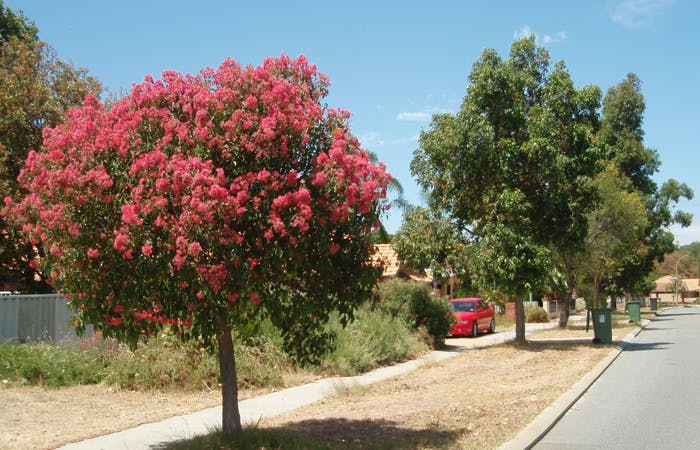 Tree4