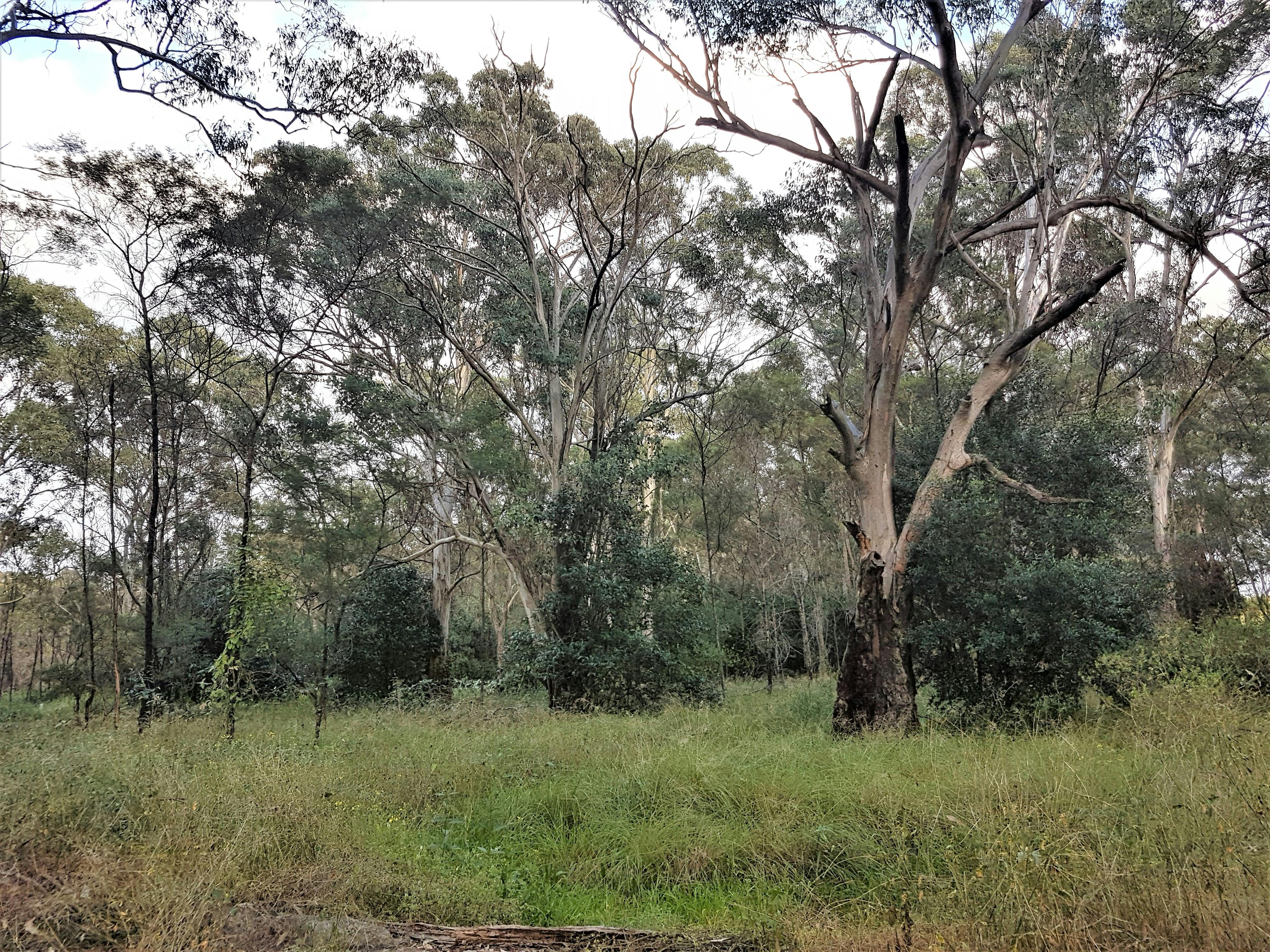 Weeds in Koala Habitat.jpg