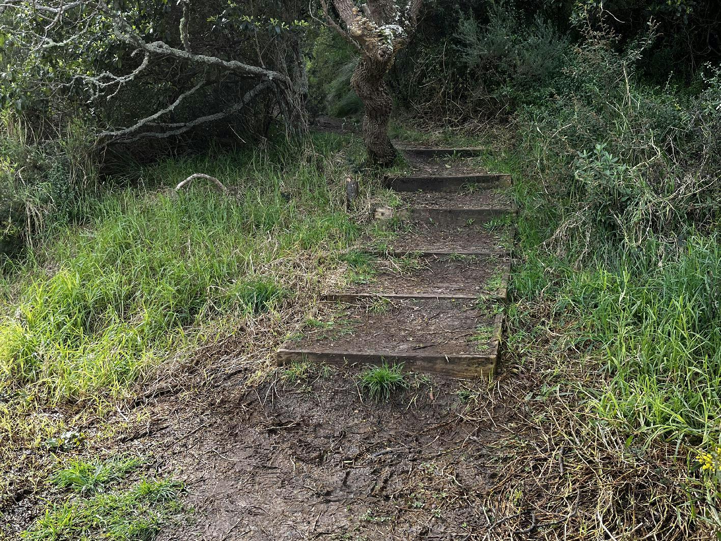 Looking up - the existing steps at the start of the trail will be upgraded.
