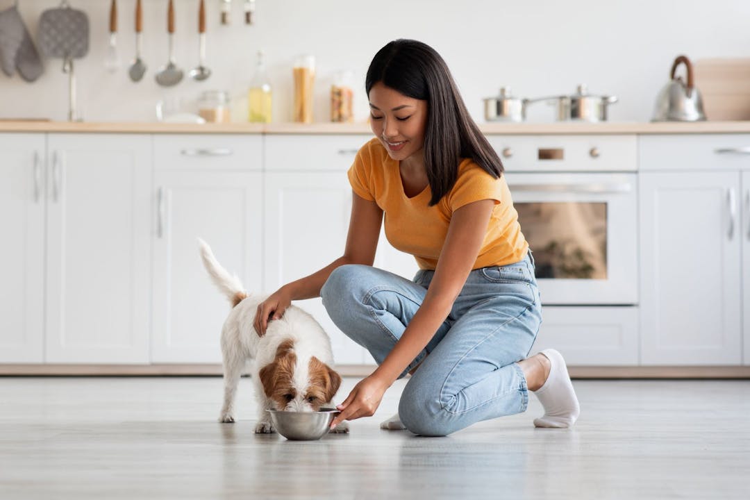 Keeping pets in rental homes Have your say NSW
