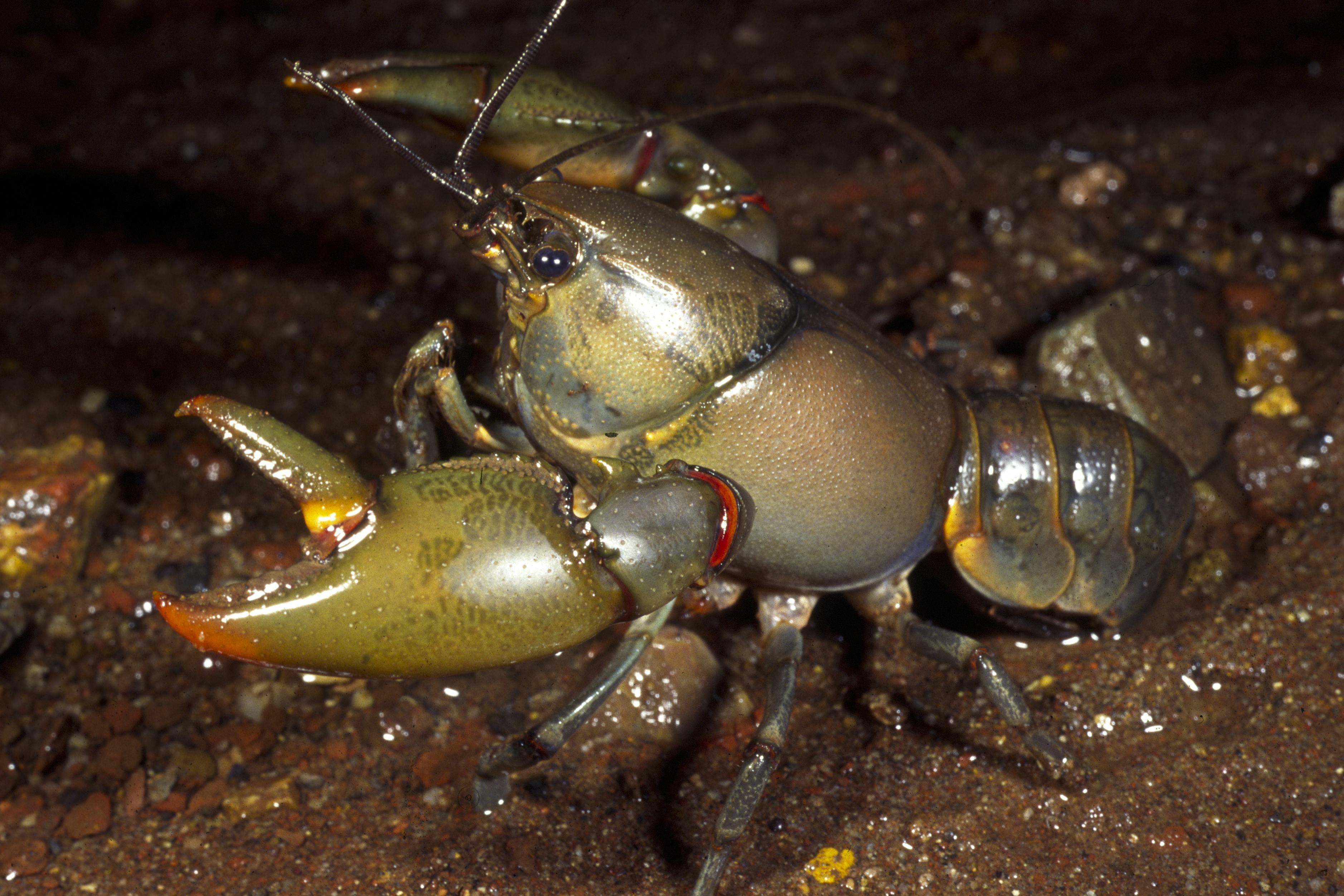 Orange-fingered Yabby, Cherax depressus