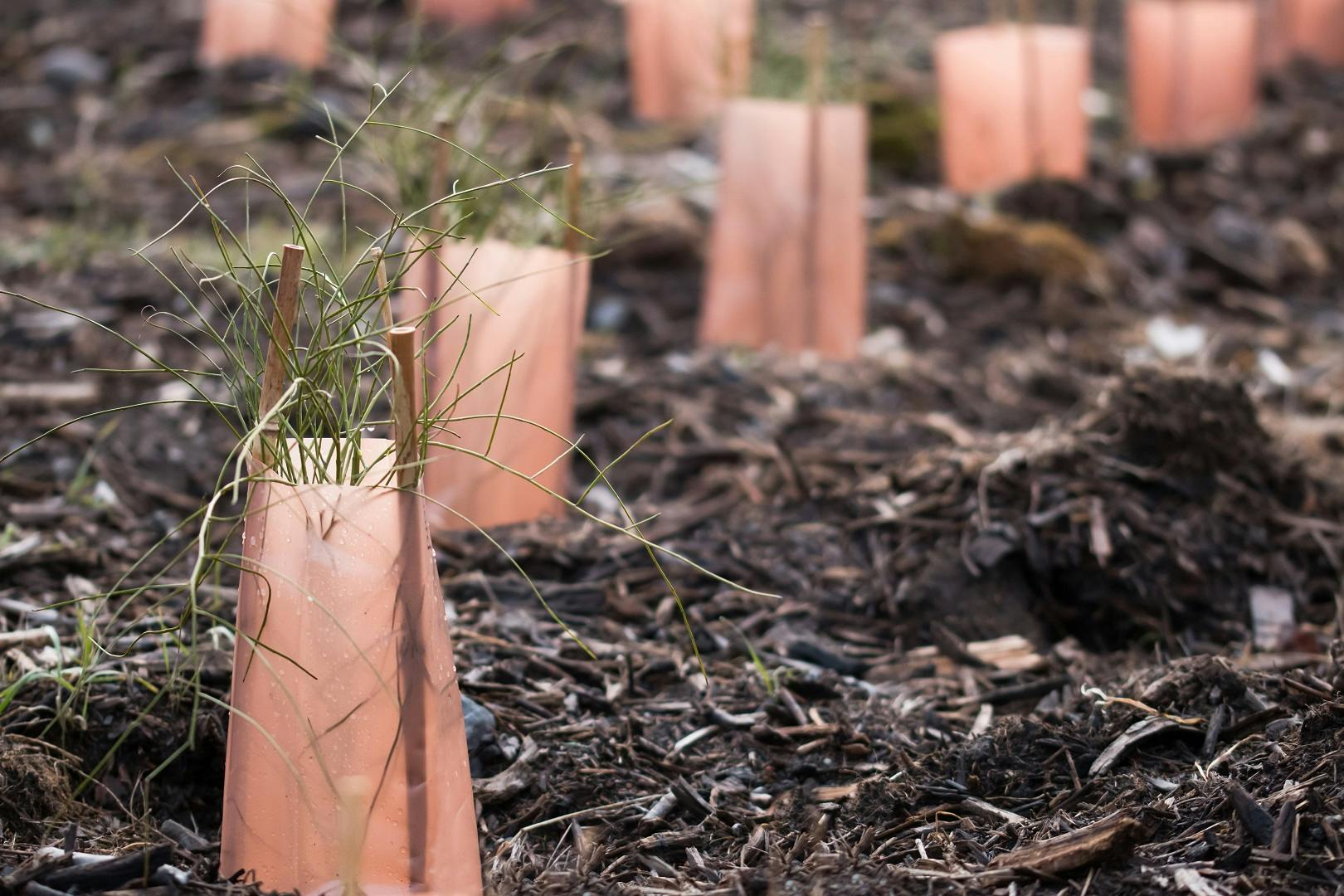 Biosolids on soil