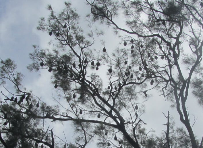 Flying Fox roost