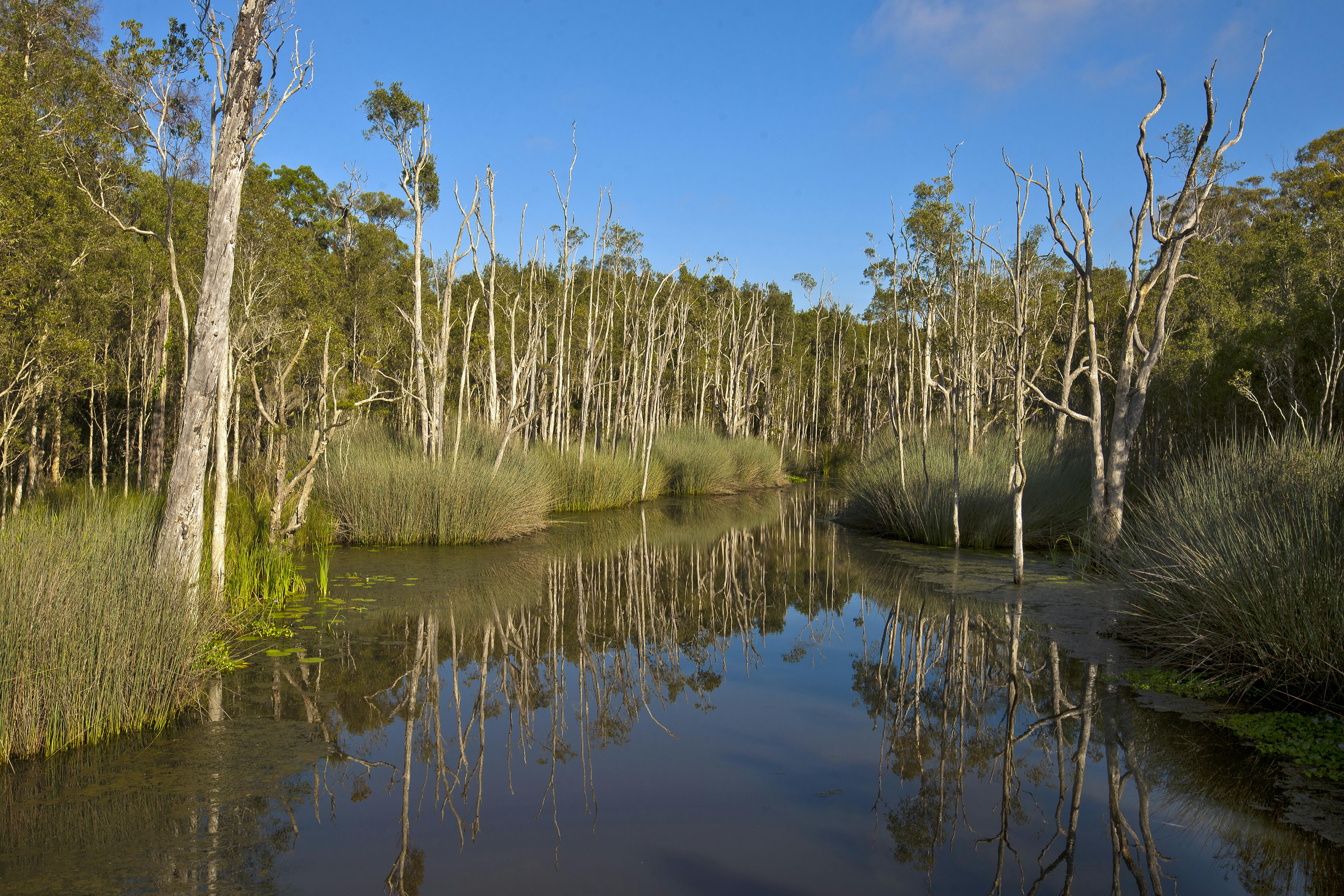 Karawatha wetlands