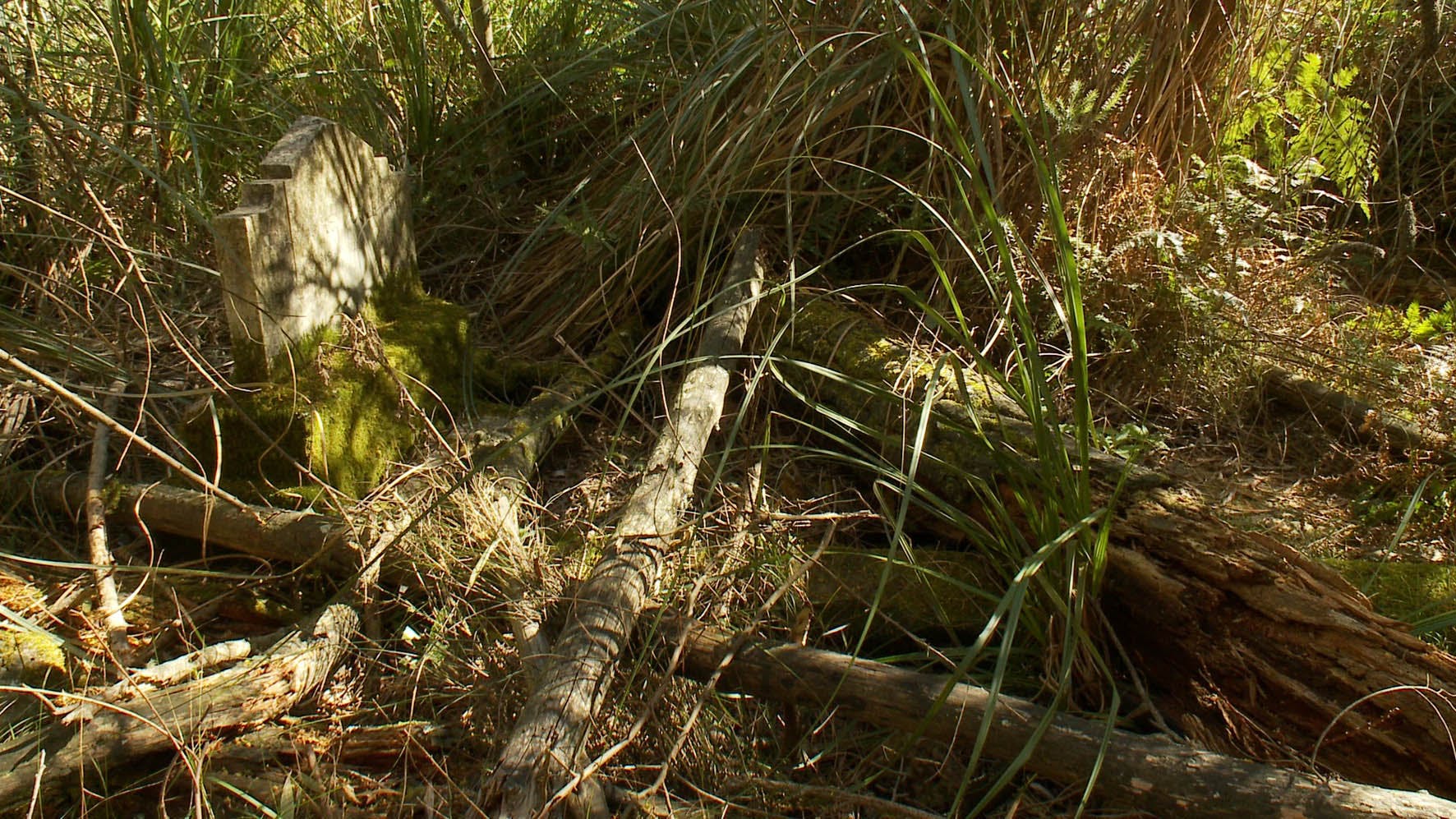 Moss-covered headstone with fallen branches