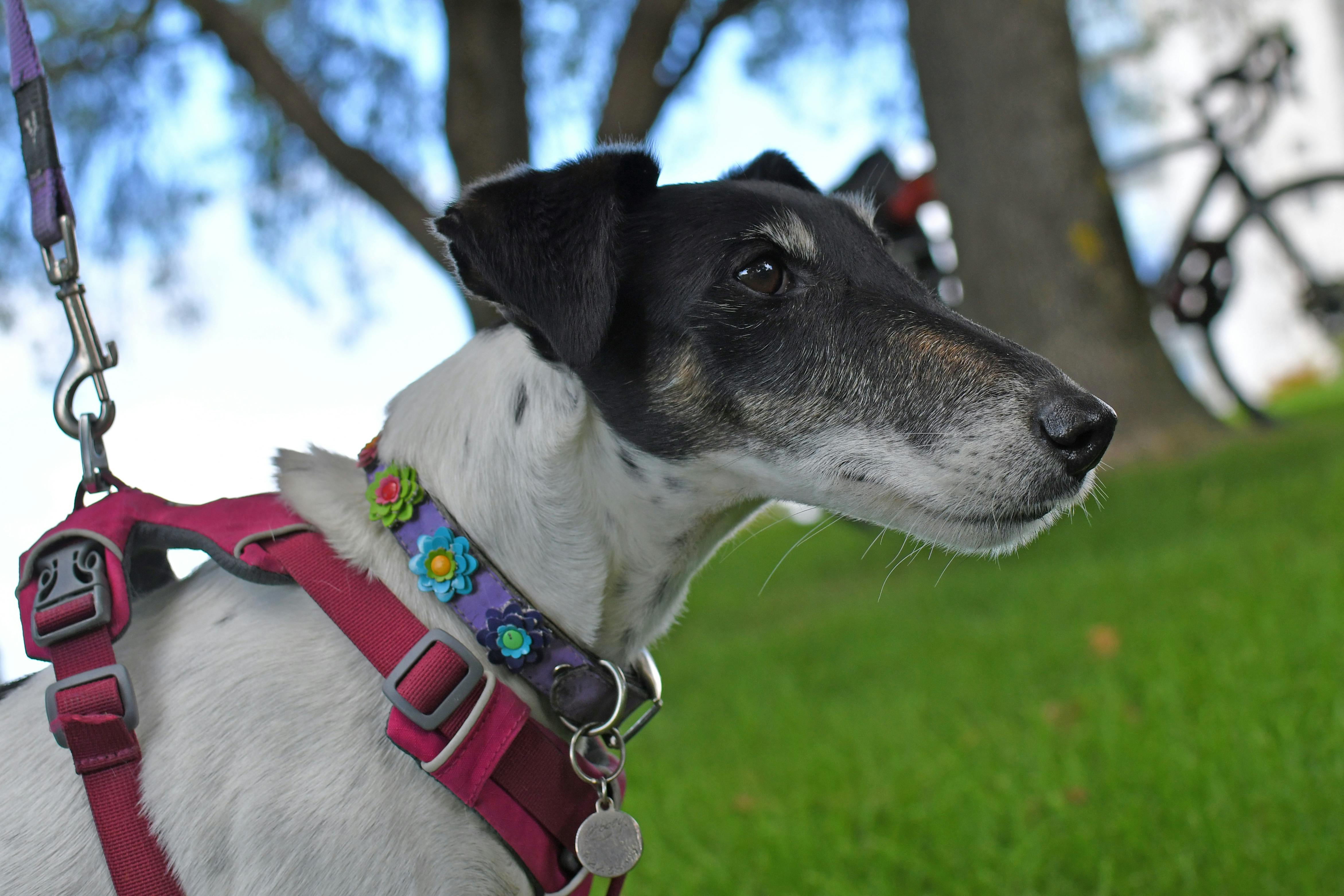 Abbey the fox terrier.jpg