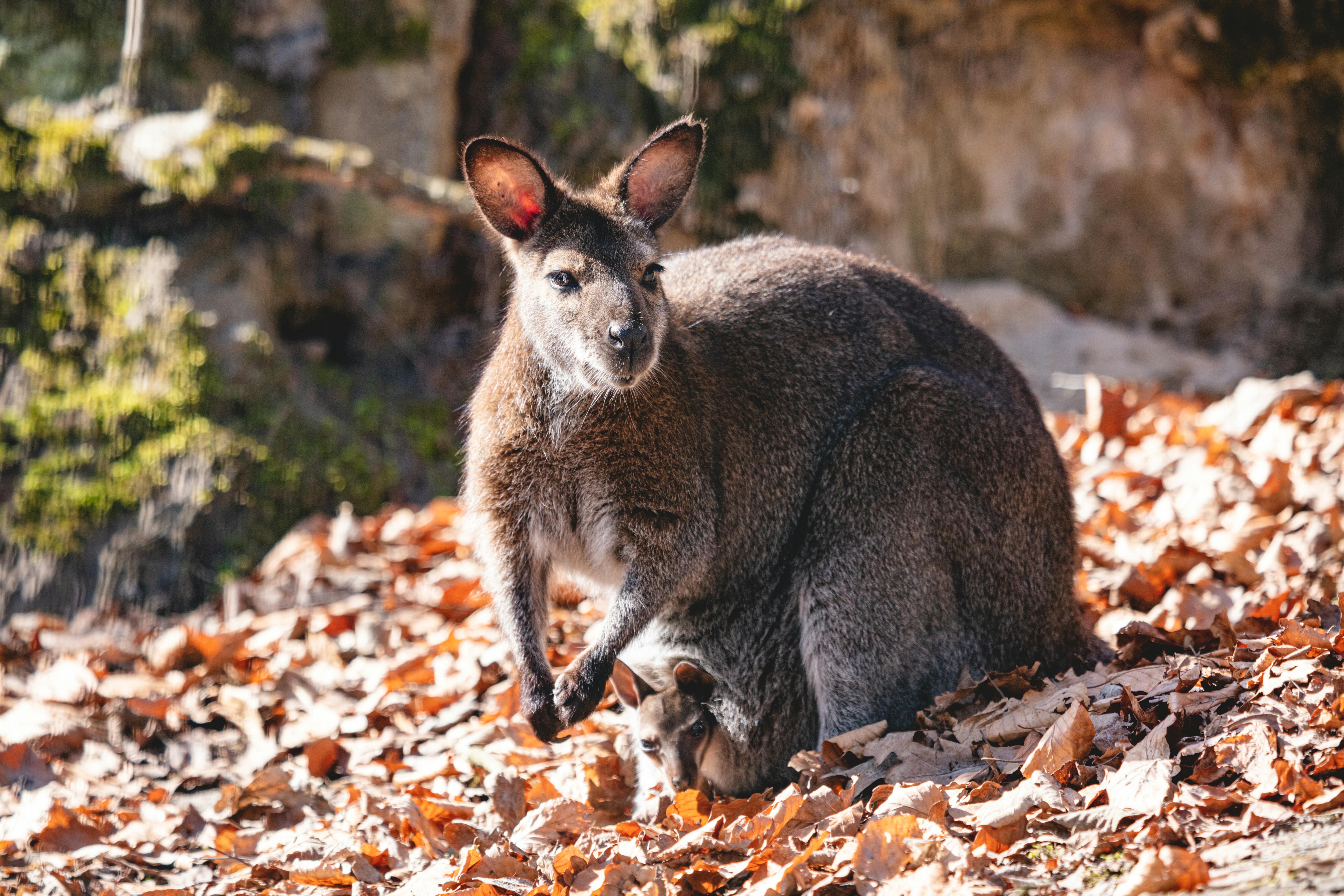 red-necked-wallaby-with-joey-in-a-pouch-2022-10-24-21-59-47-utc.jpg