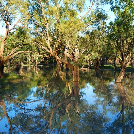 Barwon River Near Walgett Nsw