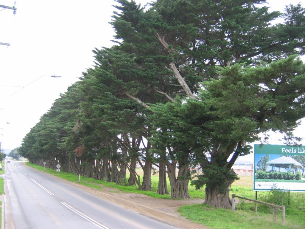 Cypress Hedge along Narre Warren-Cranbourne Road