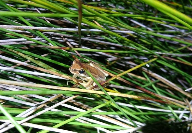 Anglesea borefield - frogs