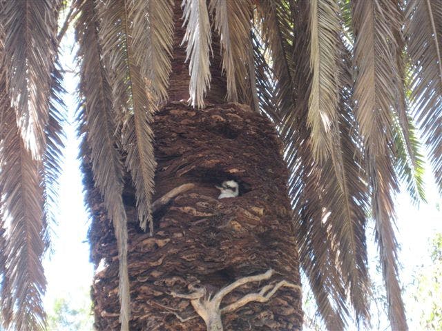 Artarmon Park North Kookaburra In Palm