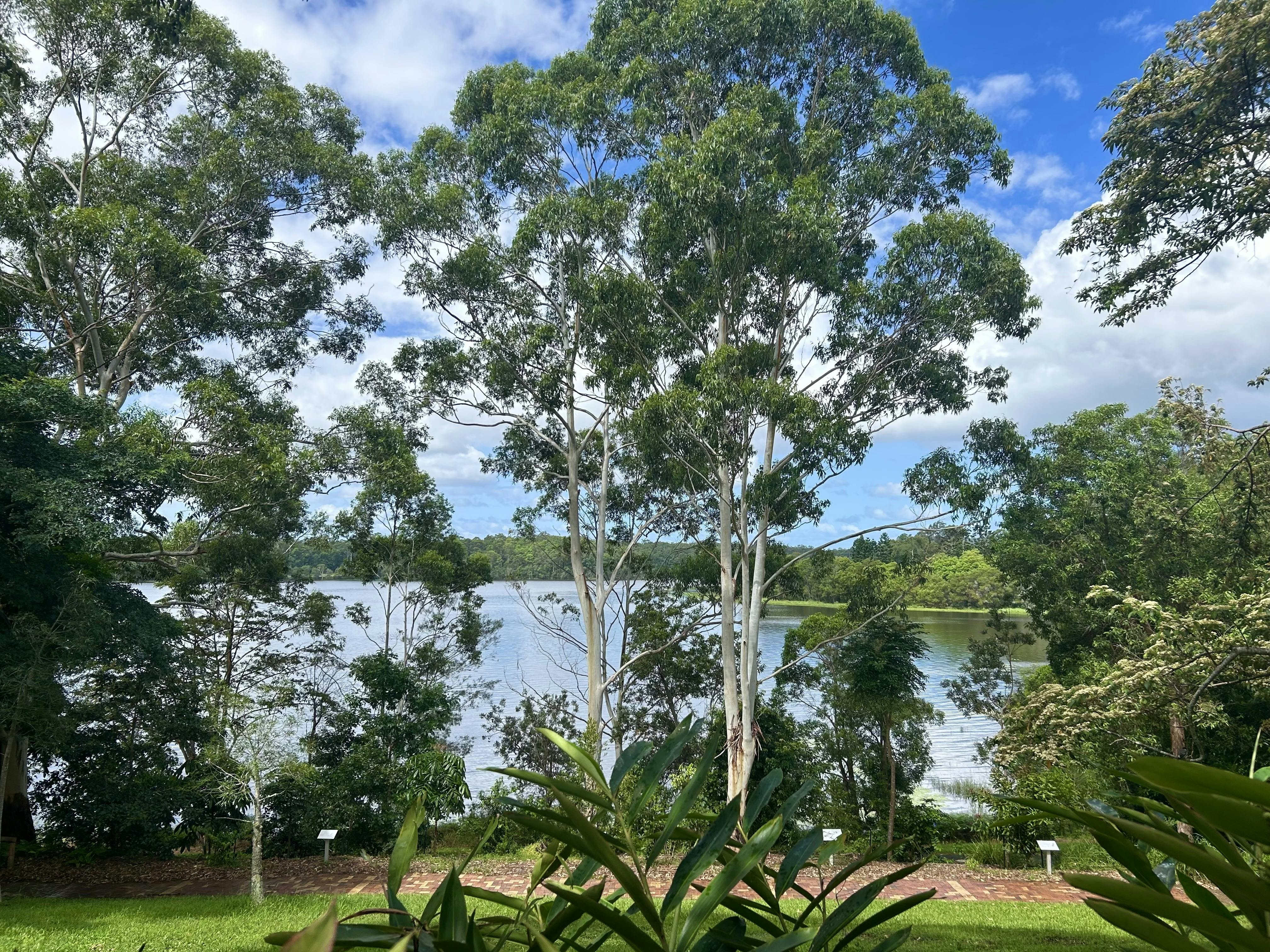 Image of the Lake from the Botanic Gardens 2