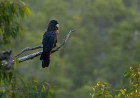 Red Tail Cockatoo