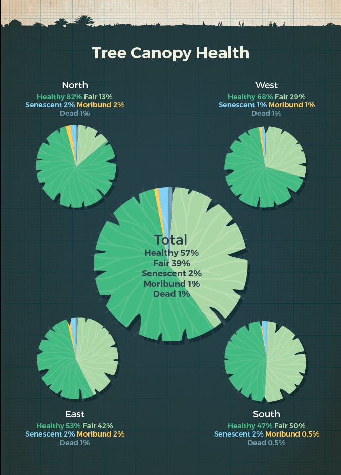 Tree Canopy Health