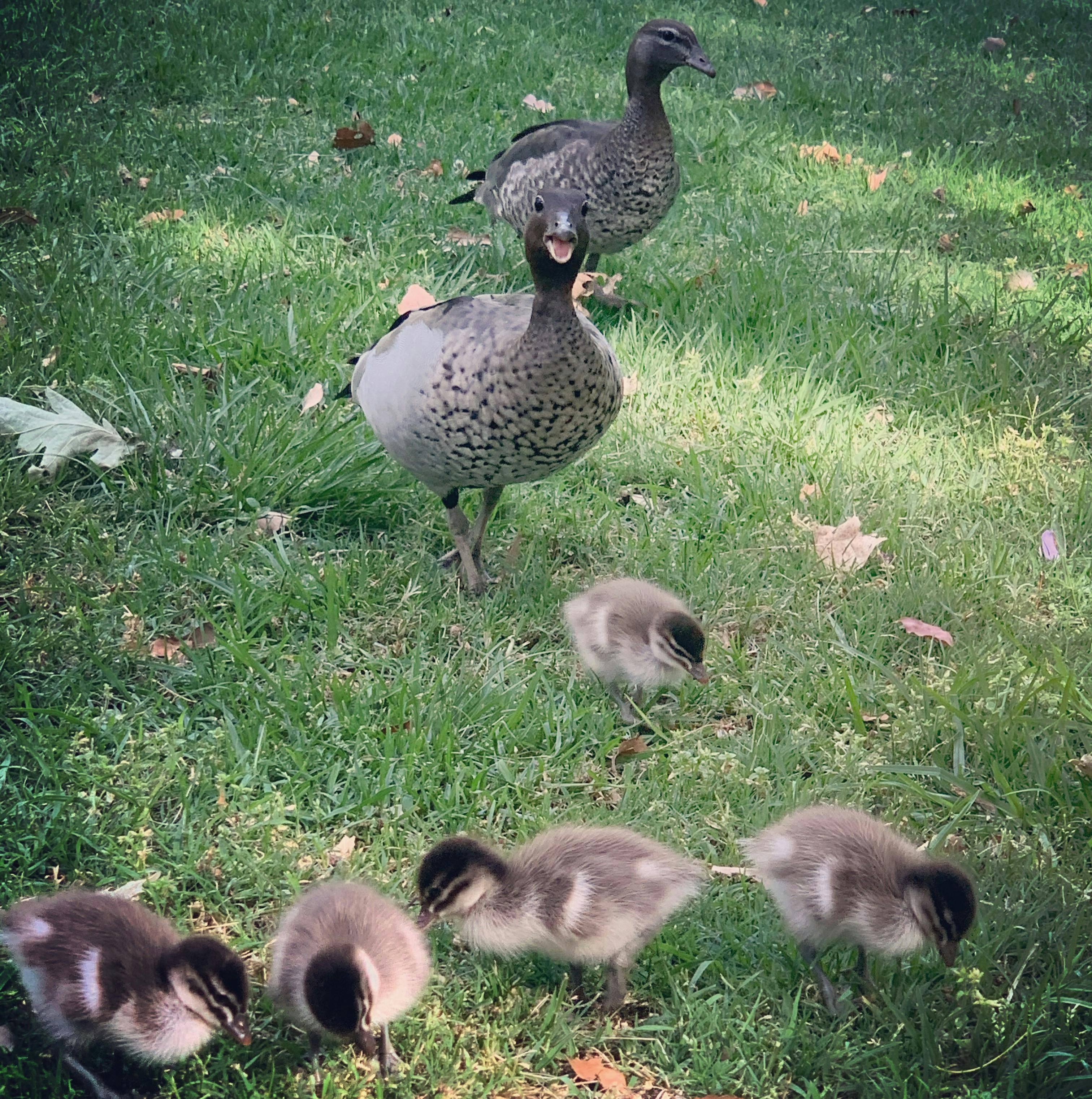Chenonetta Ducks in Hyde Park