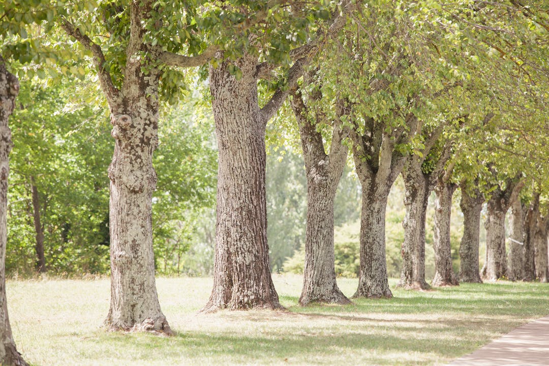 A line of green trees along a path in Guyra