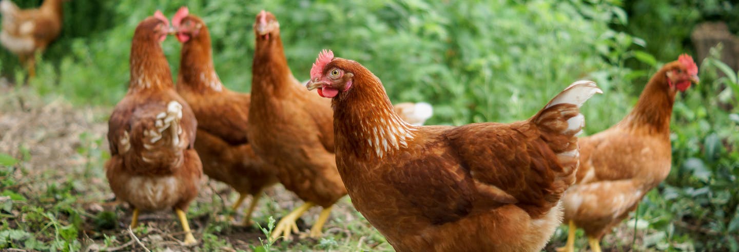 hens in the garden