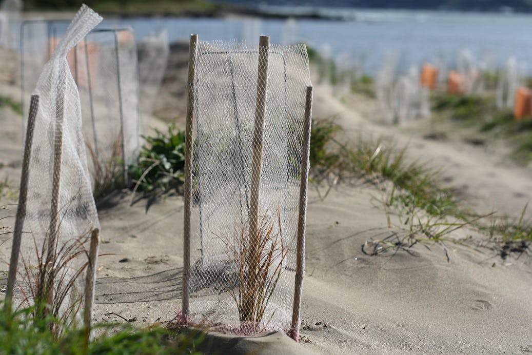 Recent coastal plantings