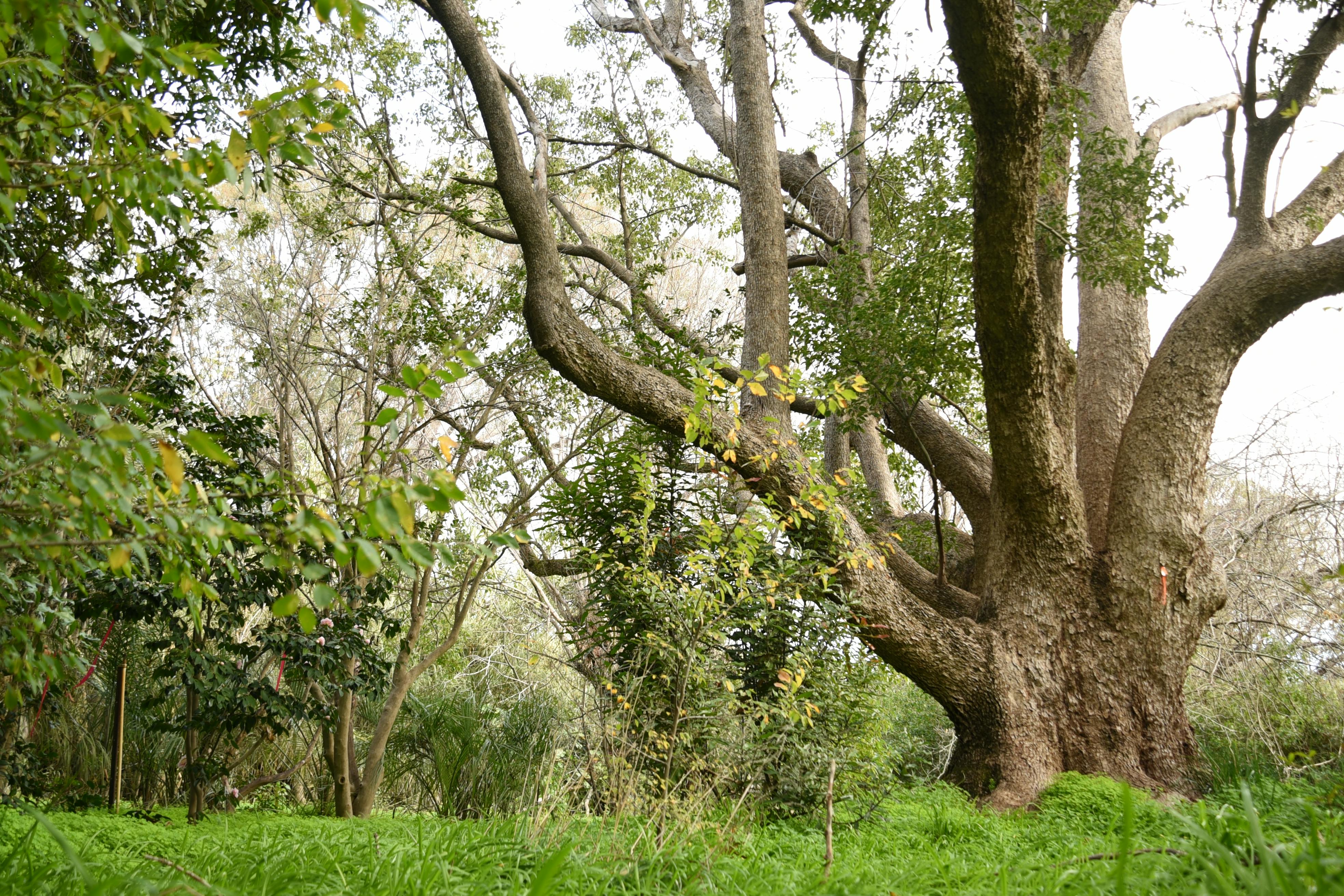 Wirra Willa Gardens_July 2023 (3).JPG