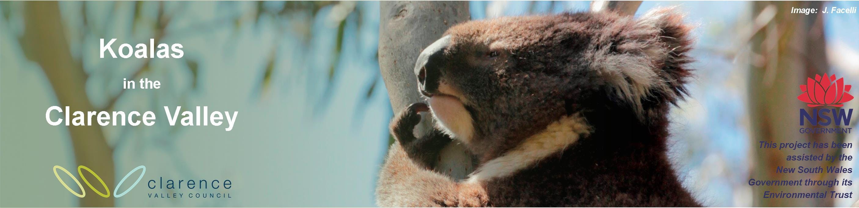 Koalas in the Clarence Valley