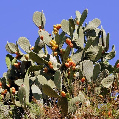 Prickly Pear