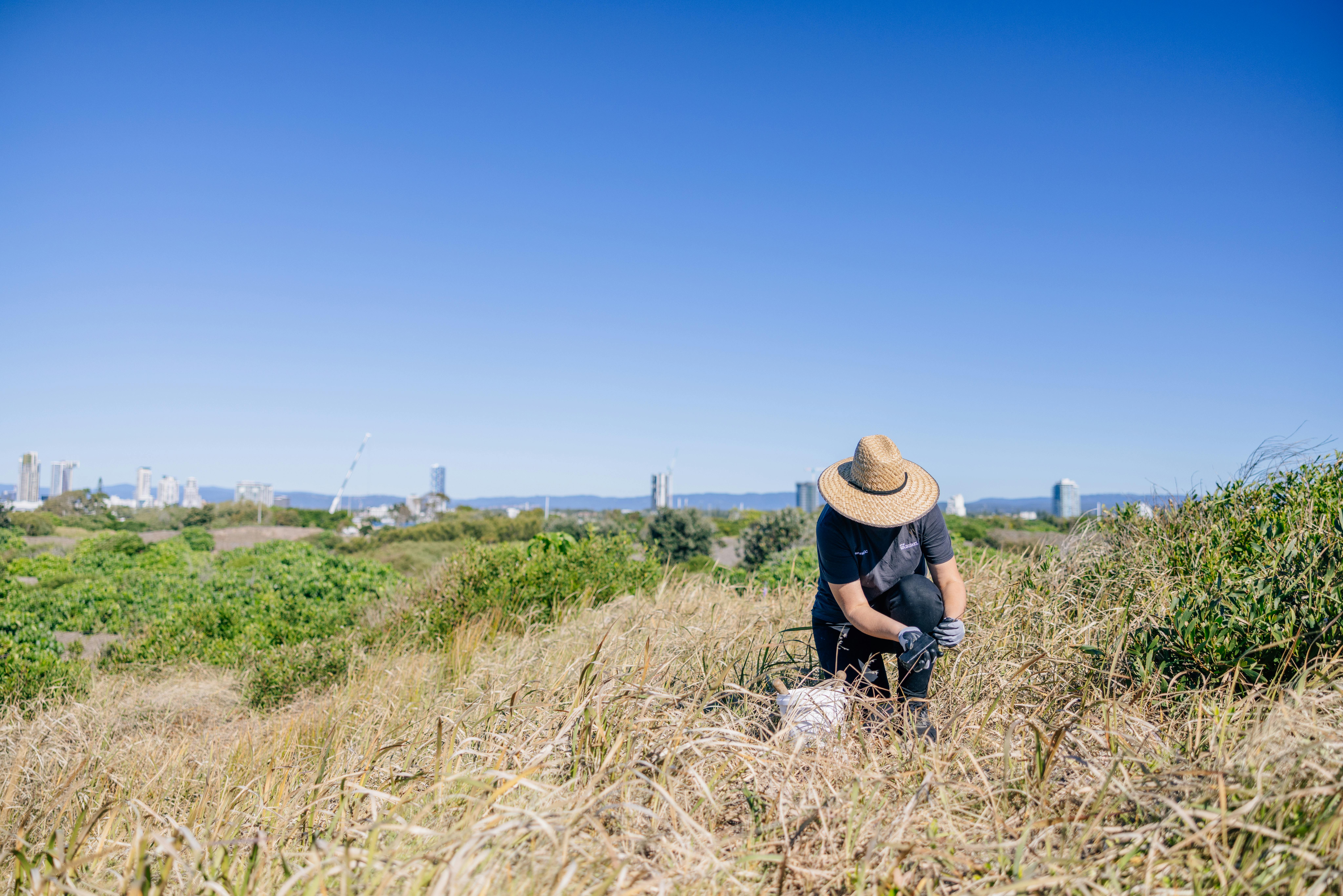 Federation Walk rainforest restoration