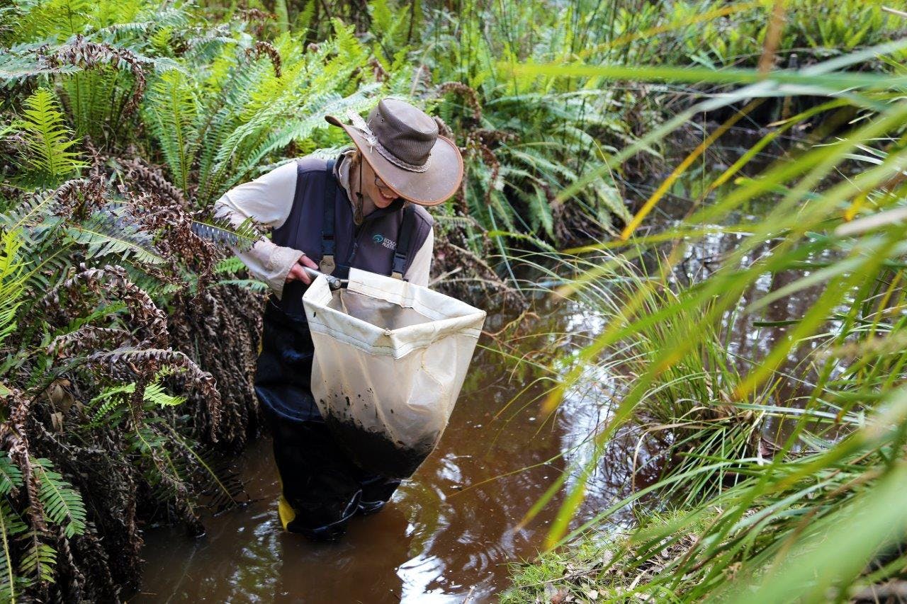 Anglesea borefield - Spring monitoring 2019