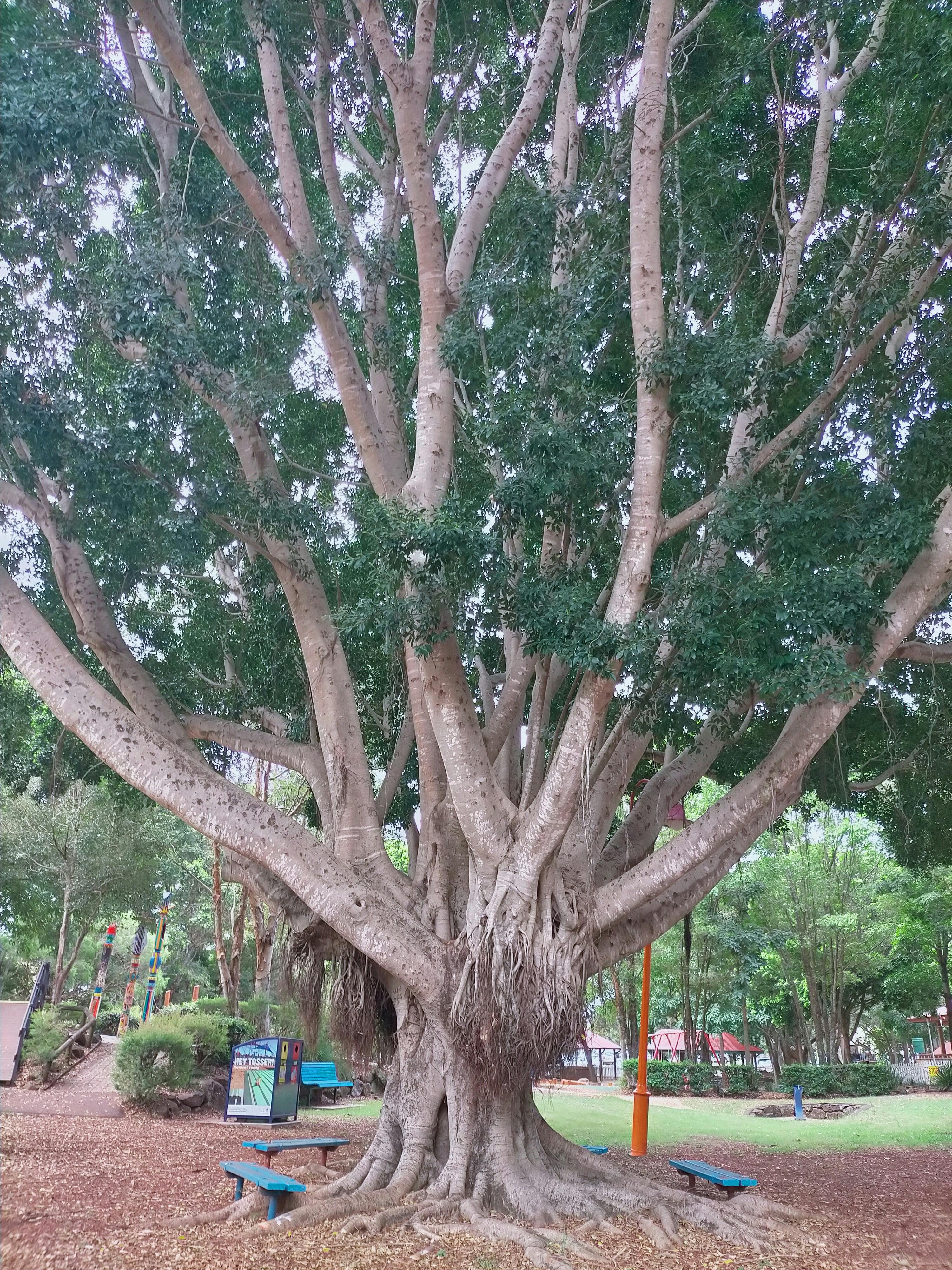 The big fig tree.jpg