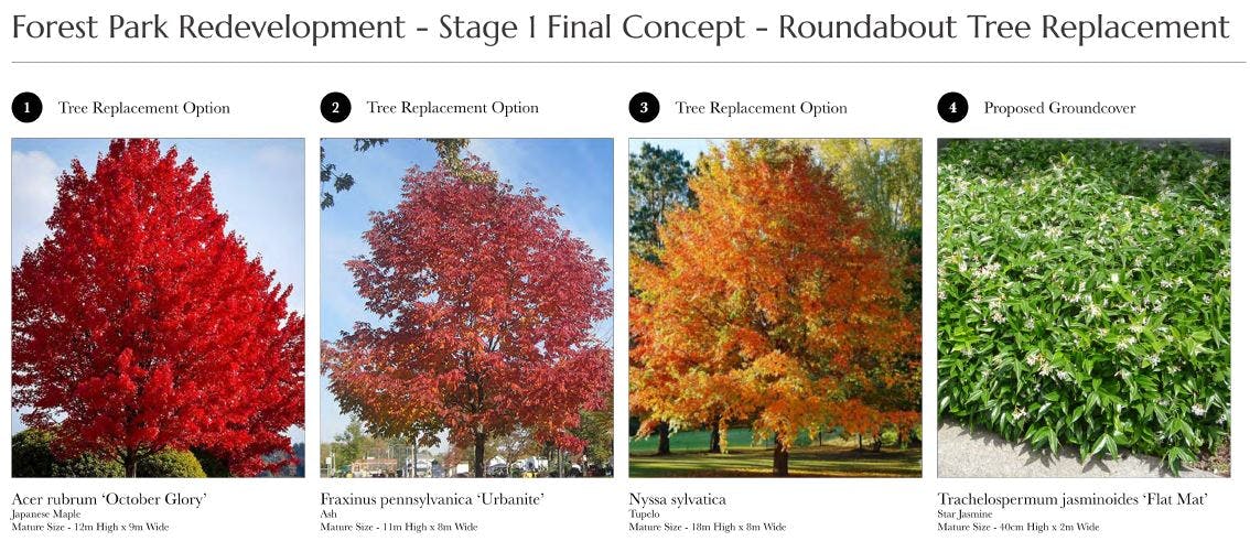 tree replacement options