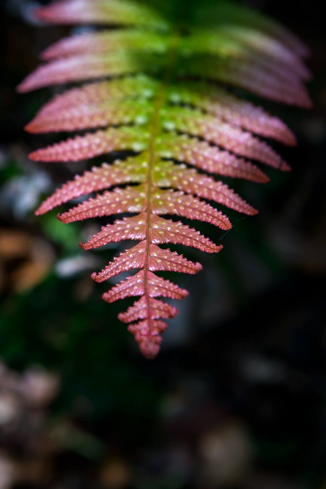 Fern bd 254 (2).jpg