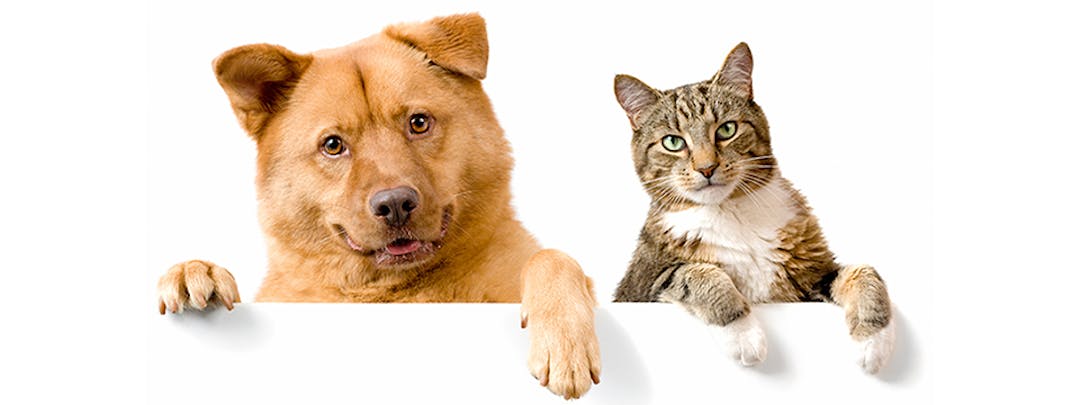 Dogs and Cats
