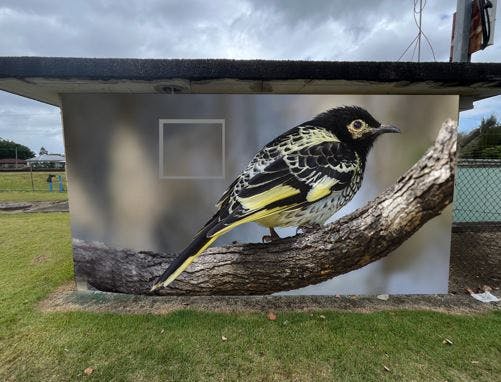 Regent Honey Eater.JPG