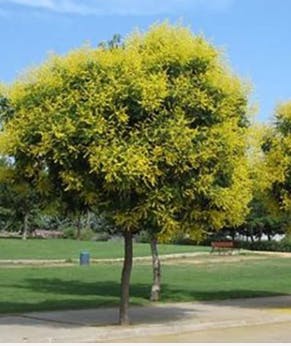 Golden Rain Tree