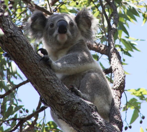 Koala