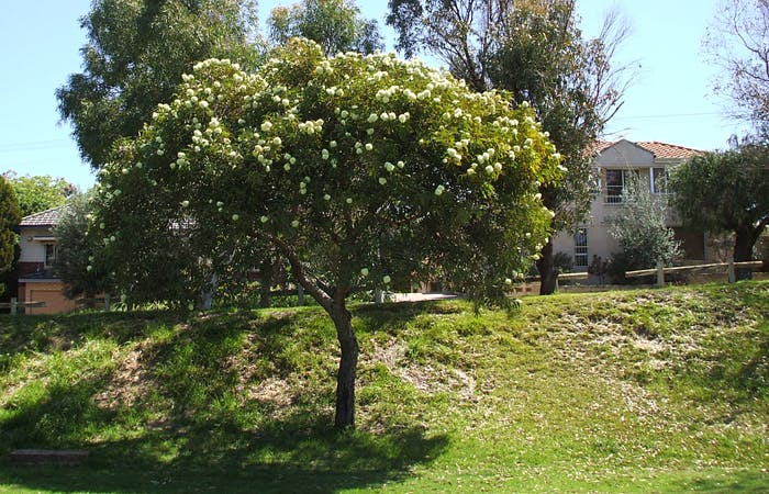 Tree6