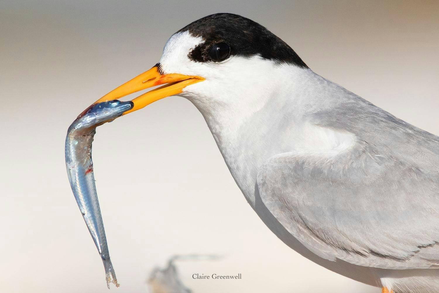 Fairy Tern - Image by Claire Greenwell.JPG