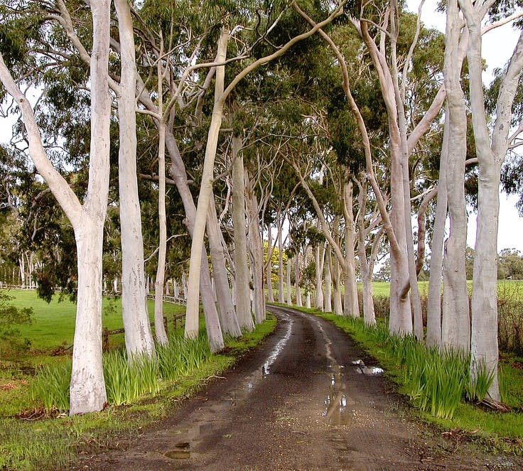 Lemon Scented Gums