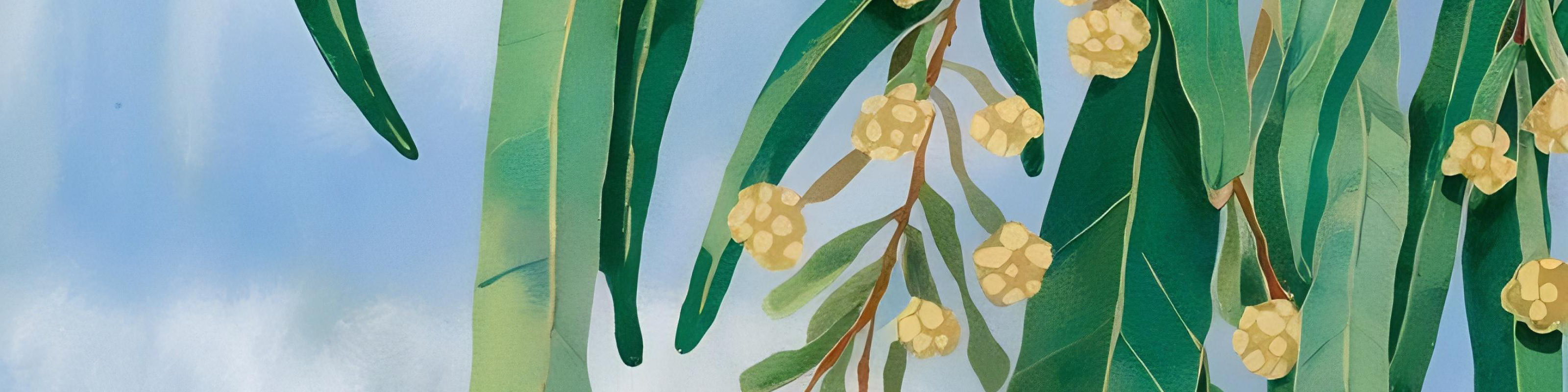 Image of native australian gum leaves