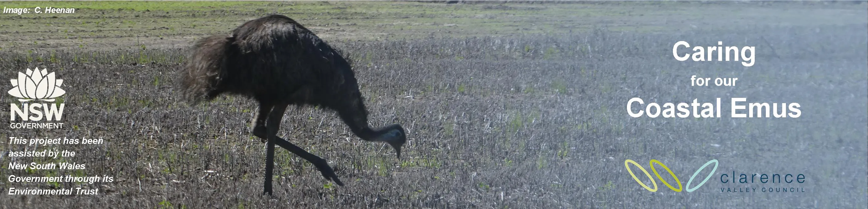Caring for our Coastal Emus
