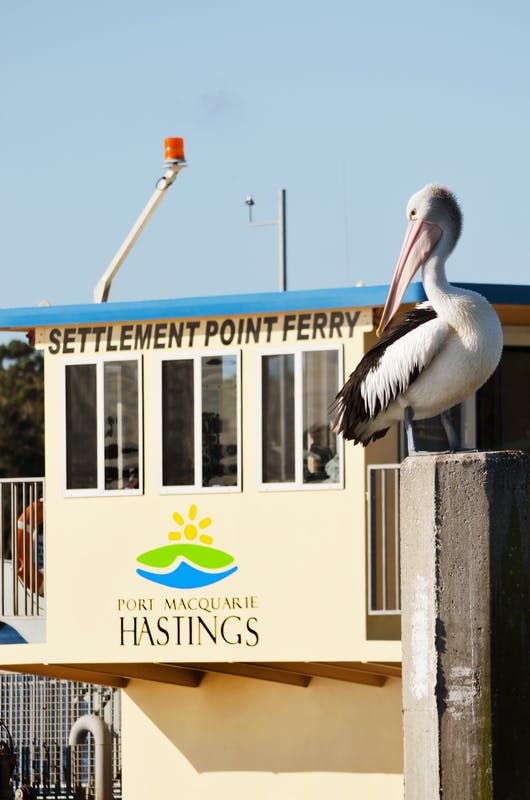 Ferry Services Port MacquarieHastings Council Have Your Say