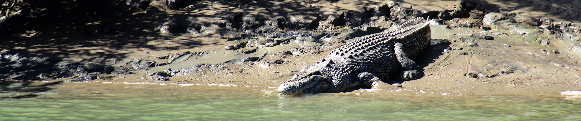 Crocodile sitting on a muddy river bank