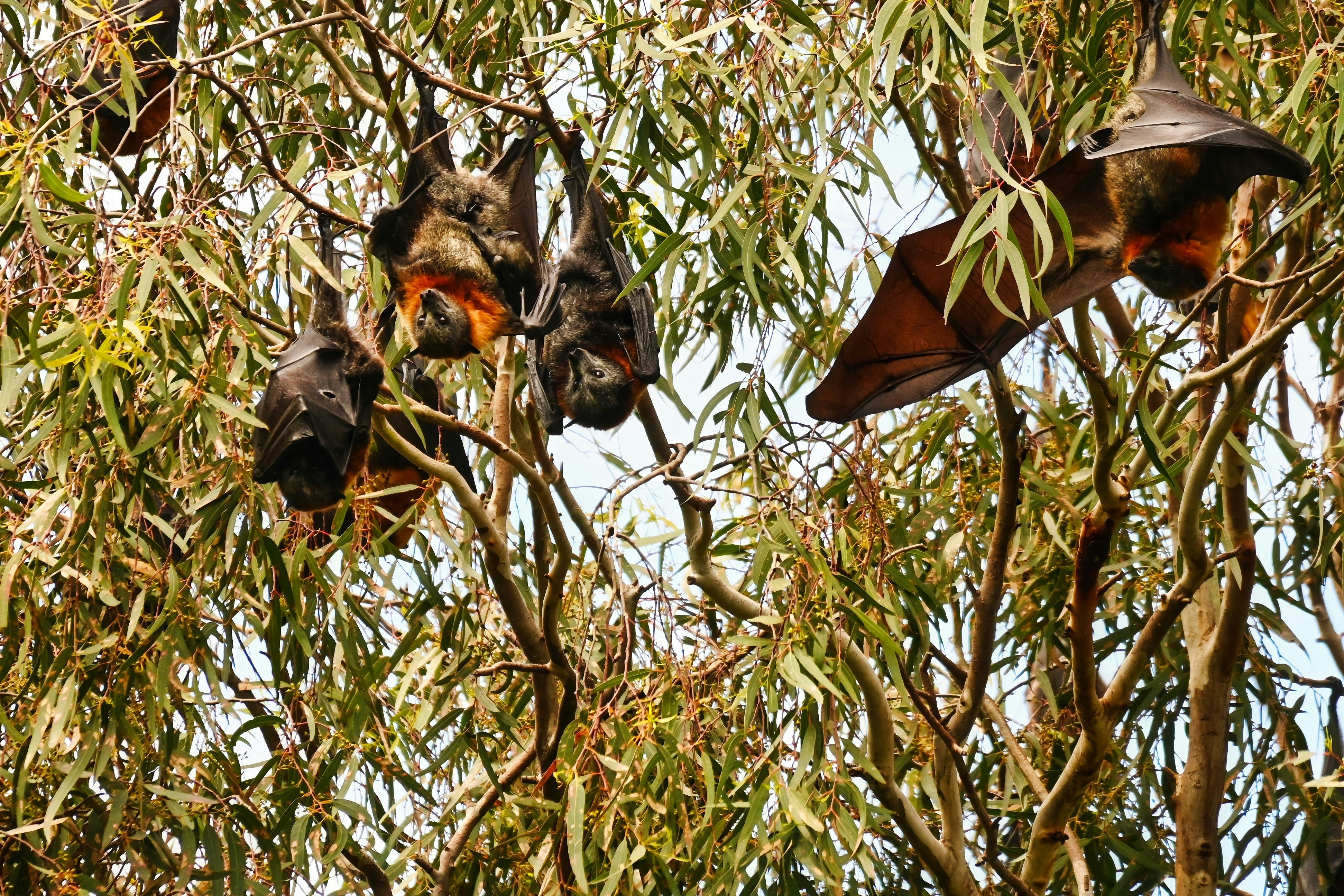 Image of some Flying Foxes in eucalypt trees