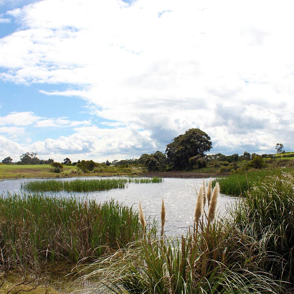 Spring Road Reserve Draft Park Plan Your Kingston Your Say